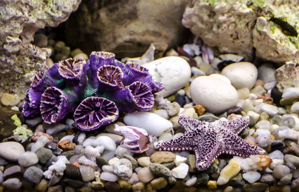 Sea Pebbles Shells Corals Sand Aquarium Decor Element Summer Relaxation — ストック写真