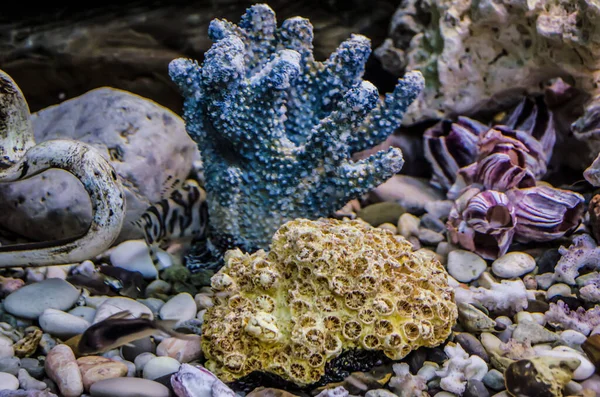 Sea Pebbles Shells Corals Sand Aquarium Decor Element Summer Relaxation — ストック写真