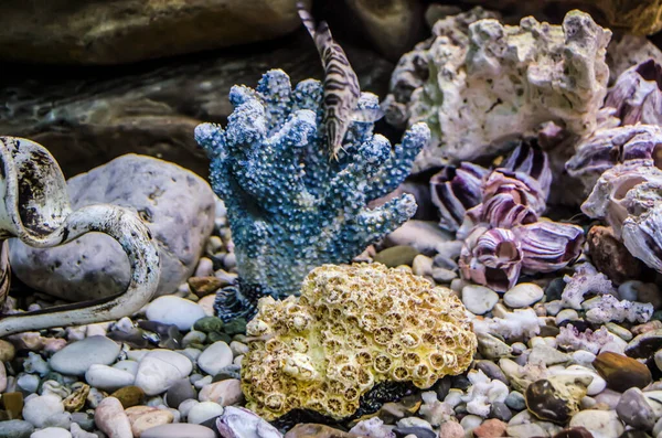 Sea Pebbles Shells Corals Sand Aquarium Decor Element Summer Relaxation — ストック写真