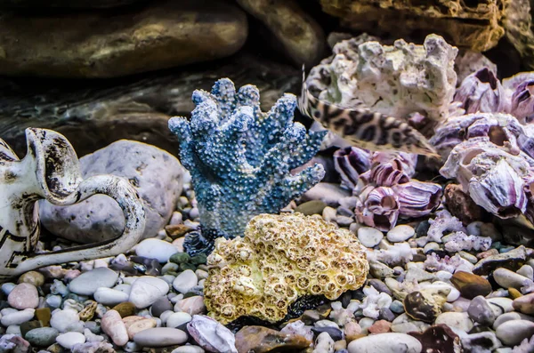 Sea Pebbles Shells Corals Sand Aquarium Decor Element Summer Relaxation — ストック写真