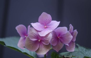 Ortanca çiçek close-up. Ortanca çiçek bahçesindeki güzel bush.