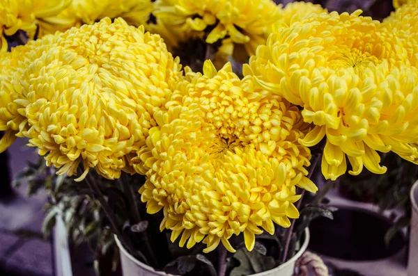 Yellow big chrysanthemums bouquet on the background of the old city. Photo of autumn flowers..