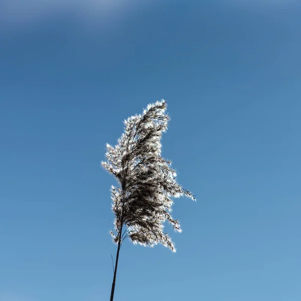 Vista Retroiluminada Planta Cortaderia Selloana Também Chamada Grama Pampas — Fotografia de Stock