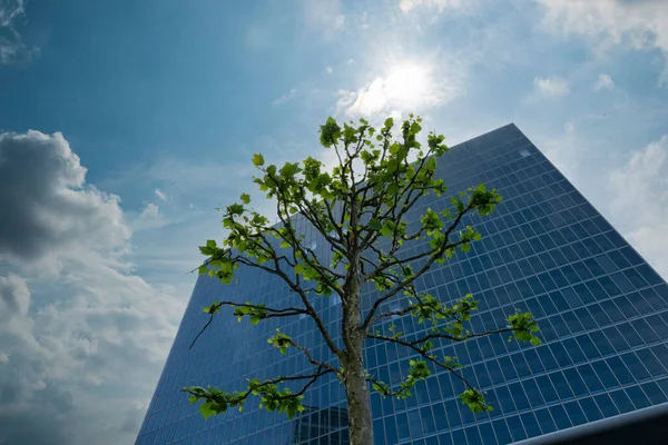 Λουξεμβούργο Μάιος 2022 Λεπτομέρεια Από Δέντρα Ανάμεσα Στα Σύγχρονα Κτίρια — Φωτογραφία Αρχείου