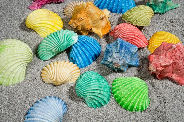 Some Colorful Shells Beach — Stock Photo, Image