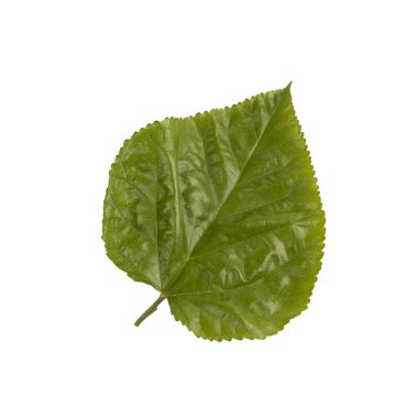 Beyaz arkaplanda dut yaprağı