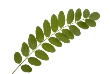 Beyaz arka planda akasya, Robinia psödoacia yapraklı bir dal.