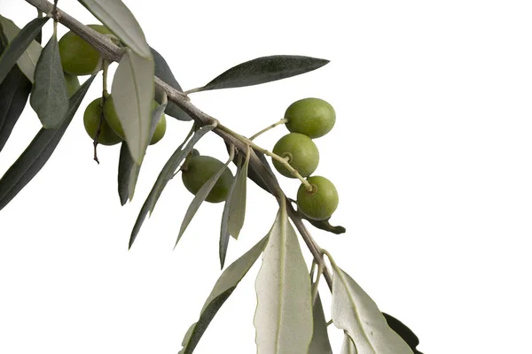 Une Branche Aux Olives Sur Fond Blanc — Photo