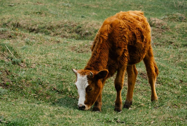 可爱的橙色奶牛在绿色的草地上吃草 图库图片