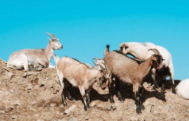 Buzlu Chamois. Güneşli bir yaz günü. Doğal ortamda vahşi hayvanlar.