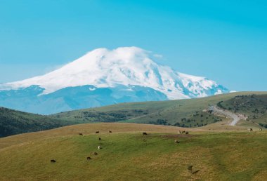 Elbrus Dağı 'nın manzarası. İnekler güneşli bir yaz gününde yeşil çayırlarda karlı bir zirvenin arka planında otlarlar. Doğal güzel bir arka plan..