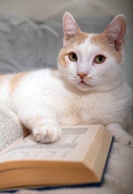 Sevimli beyaz-kırmızı kedi elinde bir kitapla yatıyor. Rahat hafta sonları ve okuma konsepti.