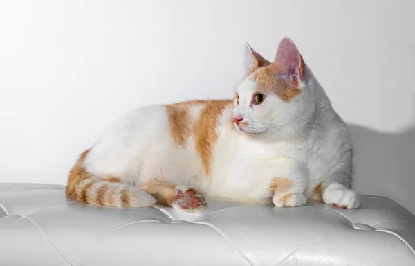 白い壁に白い革のソファに横になっている大人の白い猫 — ストック写真