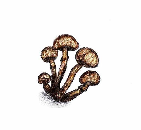 Mushrooms Drawn Pencils Isolated White Background Hand Drawn Sketch — Stock Fotó