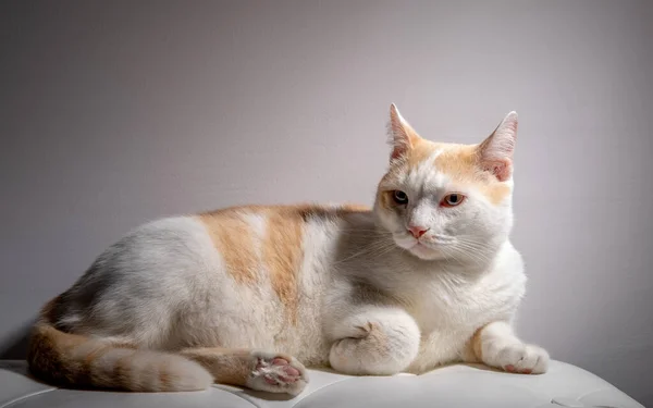 Дорослий Біло Червоний Кіт Лежить Білому Шкіряному Дивані Білій Стіні — стокове фото