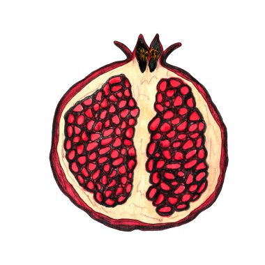 Nar çizilmiş el çiziminin yarısı beyaz arka planda izole edilmiş. Botanik tasarım ögesi.