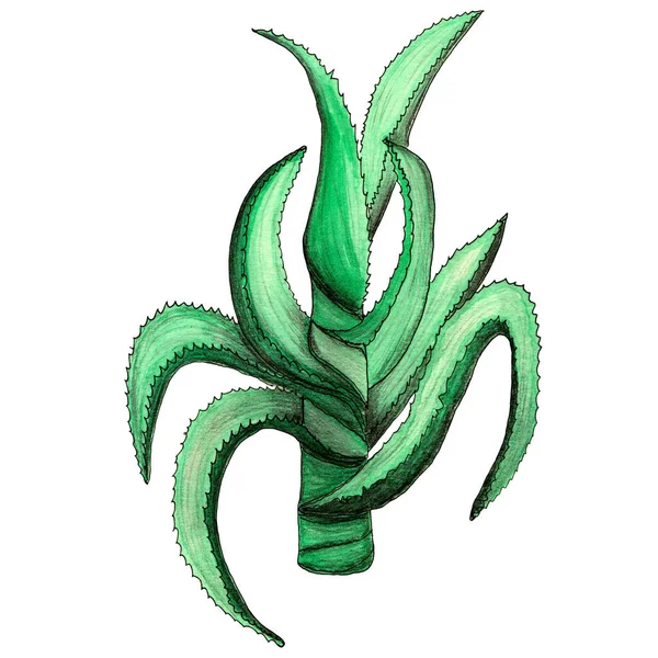 Aloe Vera Thorn Isolated White Background Design Element Hand Drawn — Stock Photo, Image