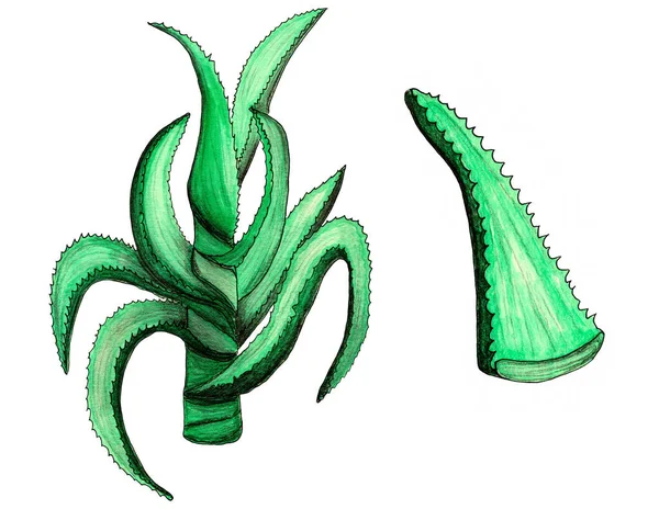 Kolce Aloesu Wyizolowane Białym Tle Element Konstrukcyjny Ręcznie Rysowany Szkic — Zdjęcie stockowe