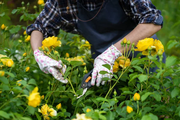 Jardineiro está cortando rosas com uma poda. — Fotografia de Stock