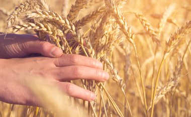 Çiftçi mahsulün kalitesini dikkatlice kontrol eder..