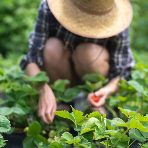 Female hands in gloves hold a handful of juicy ripe red strawberries. — Stock Photo, Image