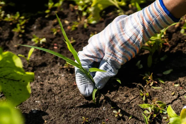 The farmers hand holds the plucked weed. — Stock Photo, Image