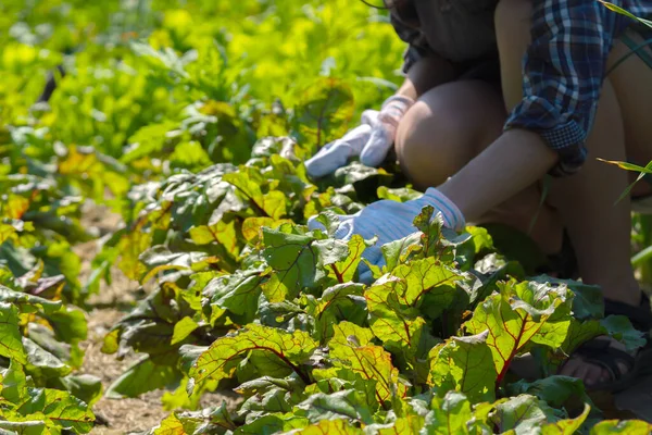Uma jovem está envolvida na jardinagem. — Fotografia de Stock