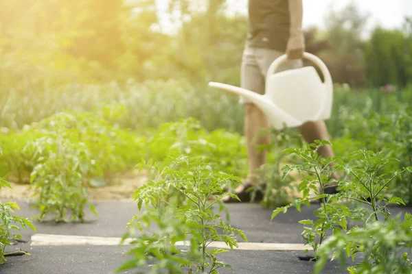 The farmer is watering in the garden. — Stock Photo, Image