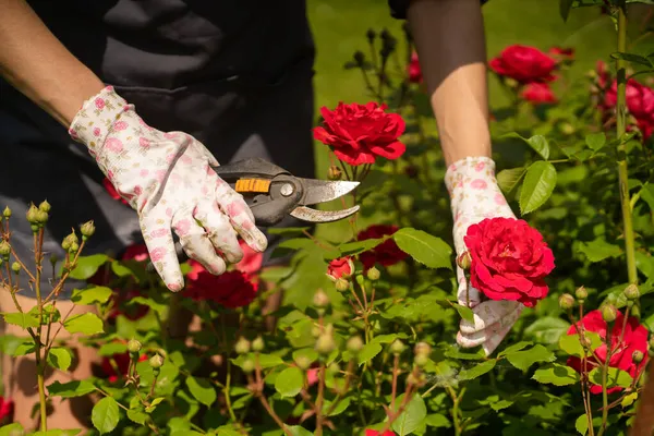 Um homem está envolvido em jardinagem e agricultura. — Fotografia de Stock