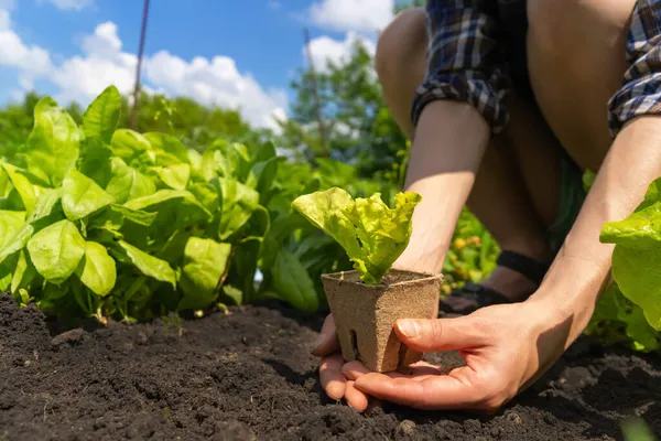 Hands of a young woman farmer close-up with a seedling in a peat pot. — Stock Photo, Image