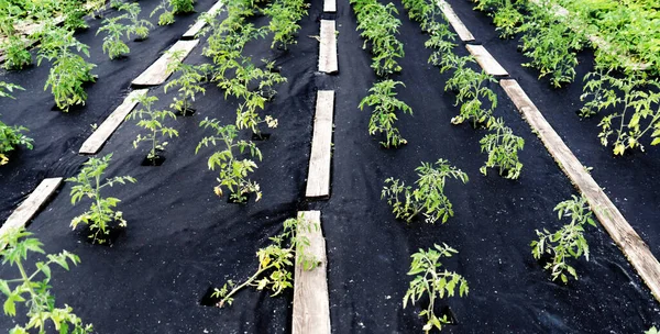 Rapi tempat tidur semak tomat, hati-hati dikelilingi oleh agrofibre. — Stok Foto