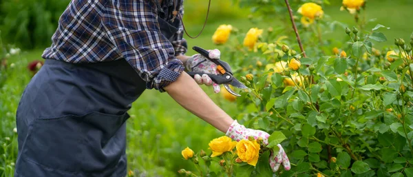 Uma mulher está envolvida em jardinagem e agricultura, um jardineiro com um chapéu de palha., — Fotografia de Stock