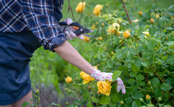 Um jardineiro corta um ramo de uma rosa amarela. — Fotografia de Stock