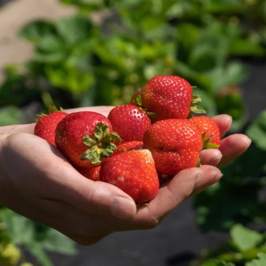 Kadın elleri bir avuç sulu, olgun kırmızı çilek tutar..