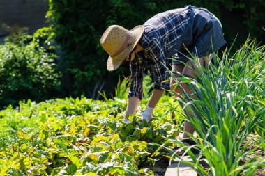 Hasır şapkalı genç bir kız bahçe işleriyle meşgul..