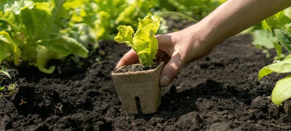 Hand of a young woman farmer close-up with a seedling in a peat pot. — Stock Photo, Image