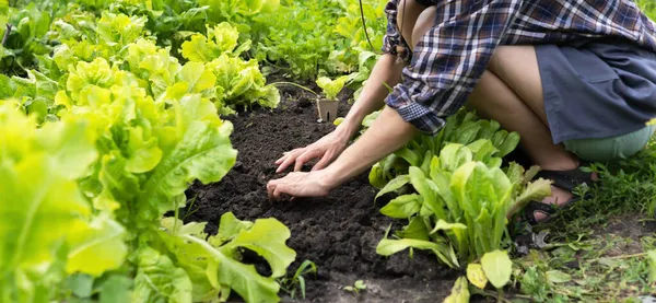 Una giovane ragazza è impegnata nel giardinaggio, agricoltura. — Foto Stock