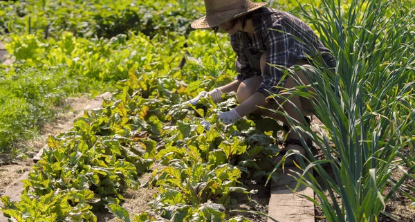 Una giovane ragazza con un cappello di paglia è impegnata nel lavoro di giardinaggio. — Foto Stock