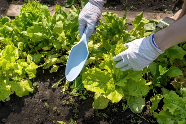 A young girl in work gloves prepares the earth in a vegetable garden. — Stock Photo, Image