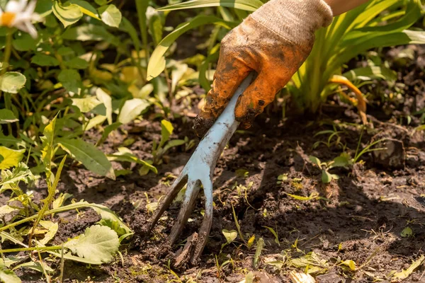 O jardineiro remove a erva daninha e desenterra o solo preto. — Fotografia de Stock