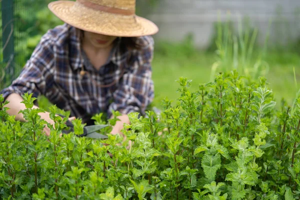 Menina coleta hortelã pimenta na fazenda. — Fotografia de Stock