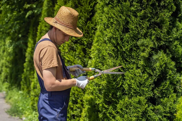 Profesyonel bir bahçıvan daha iyi bir şekil için bir thuja ağacı kesiyor.
