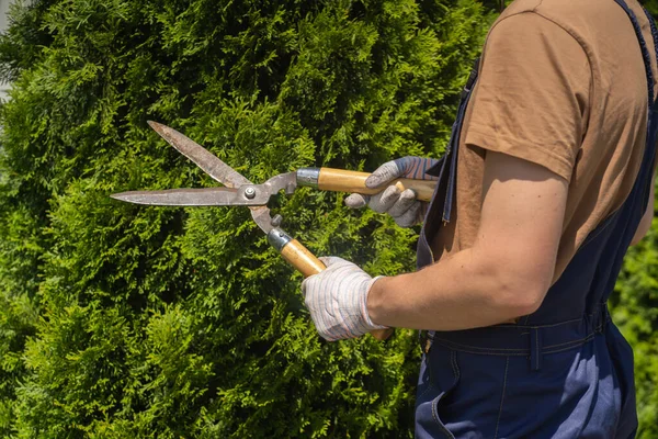 Profesyonel bir bahçıvan daha iyi bir şekil için bir thuja ağacı kesiyor.