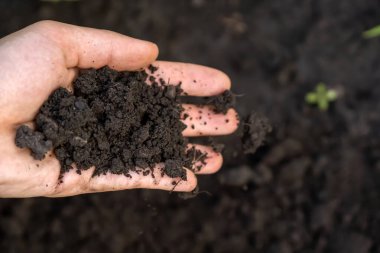 Ekmek için verimli ekolojik toprağı tutan bir elin yakın çekimi.