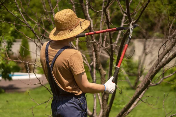 Gardener is cutting tree branches with a pruner. — Fotografia de Stock