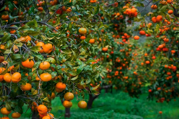 Hermoso jardín con naranjas, mandarinas árboles. — Foto de Stock
