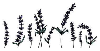 Yapraklı el yapımı lavanta çiçekleri, tıbbi bitkiler. Pankart, poster, kartpostal, logo ve desenler yaratmak için. Vintage vektör illüstrasyonu, Fransız Provence konsepti, botanik eğilim.