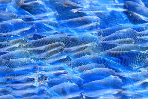 Blue net to cover fish from flies and dust, close up sun dried fish processing, food preservation