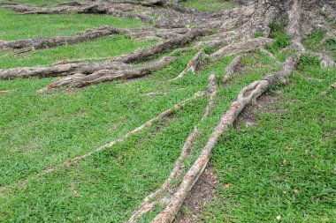Parktaki yeşil çimenlikteki büyük ağacın kökü