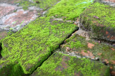 green moss on ancient brick, moss closeup, macro. Beautiful background of moss  in nature.